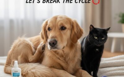 Flea Infestation on Pets – Let Break The Cycle