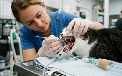 Dental Disease and Oral Health in Cats